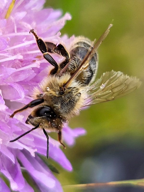 flora & fauna in Silz, Tirol